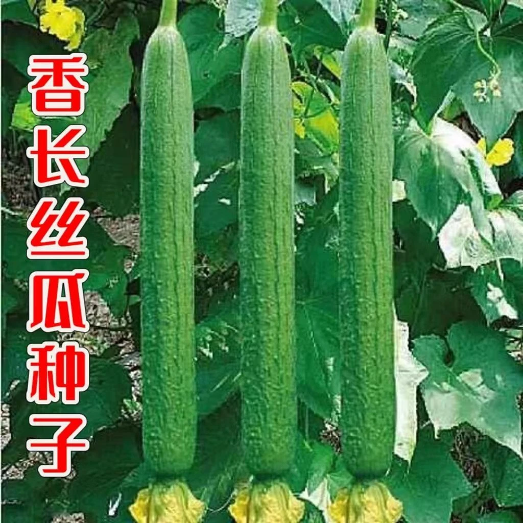 长香丝瓜种子香娕长丝瓜种子早熟丝瓜种籽四季田园庭院蔬菜种