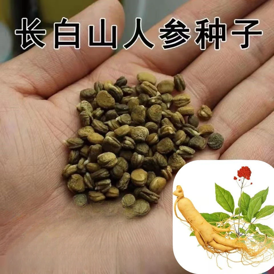 人参种子长白山野山参子西洋参种子四季阳台盆栽中药材易成活种子