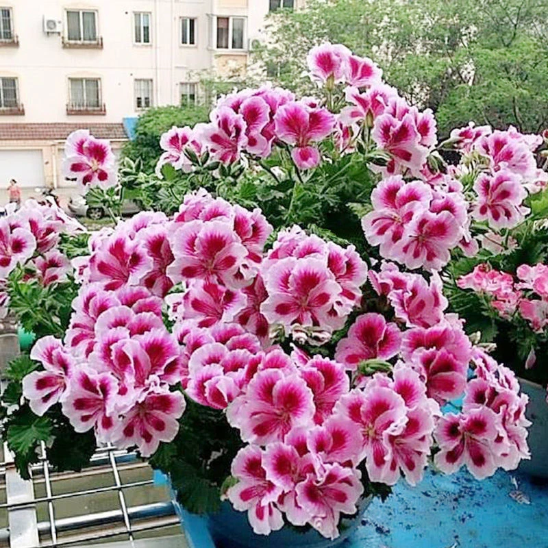 天竺葵花种子盆栽种植太阳花百日草花种子四季开花阳台庭院室内种