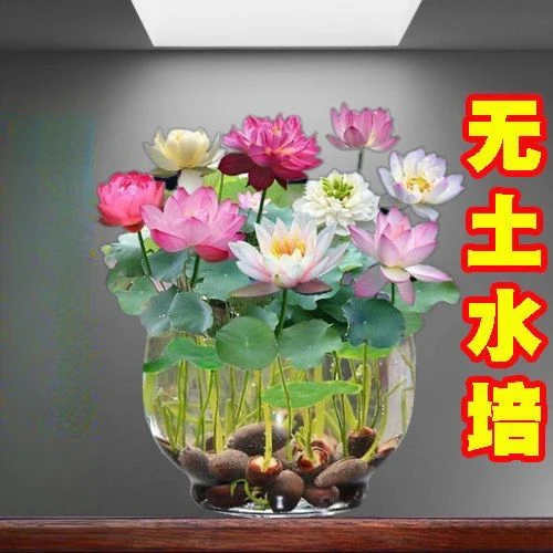 碗莲种开花遇水培水养绿植睡莲荷花无土盆栽花卉