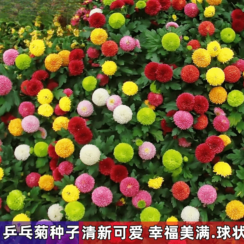 乒乓菊种子易爆盆四季开花新手好种懒人花浇水活室内外开花盆栽籽