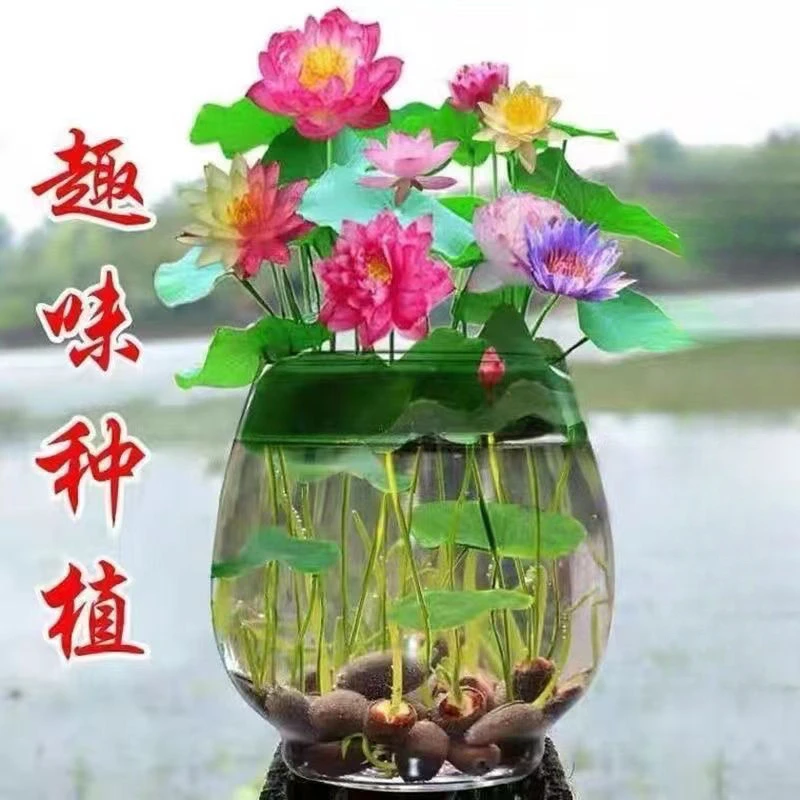 四季播种碗莲种子已开口水培植物睡莲荷花籽阳台室内盆栽绿植荷花