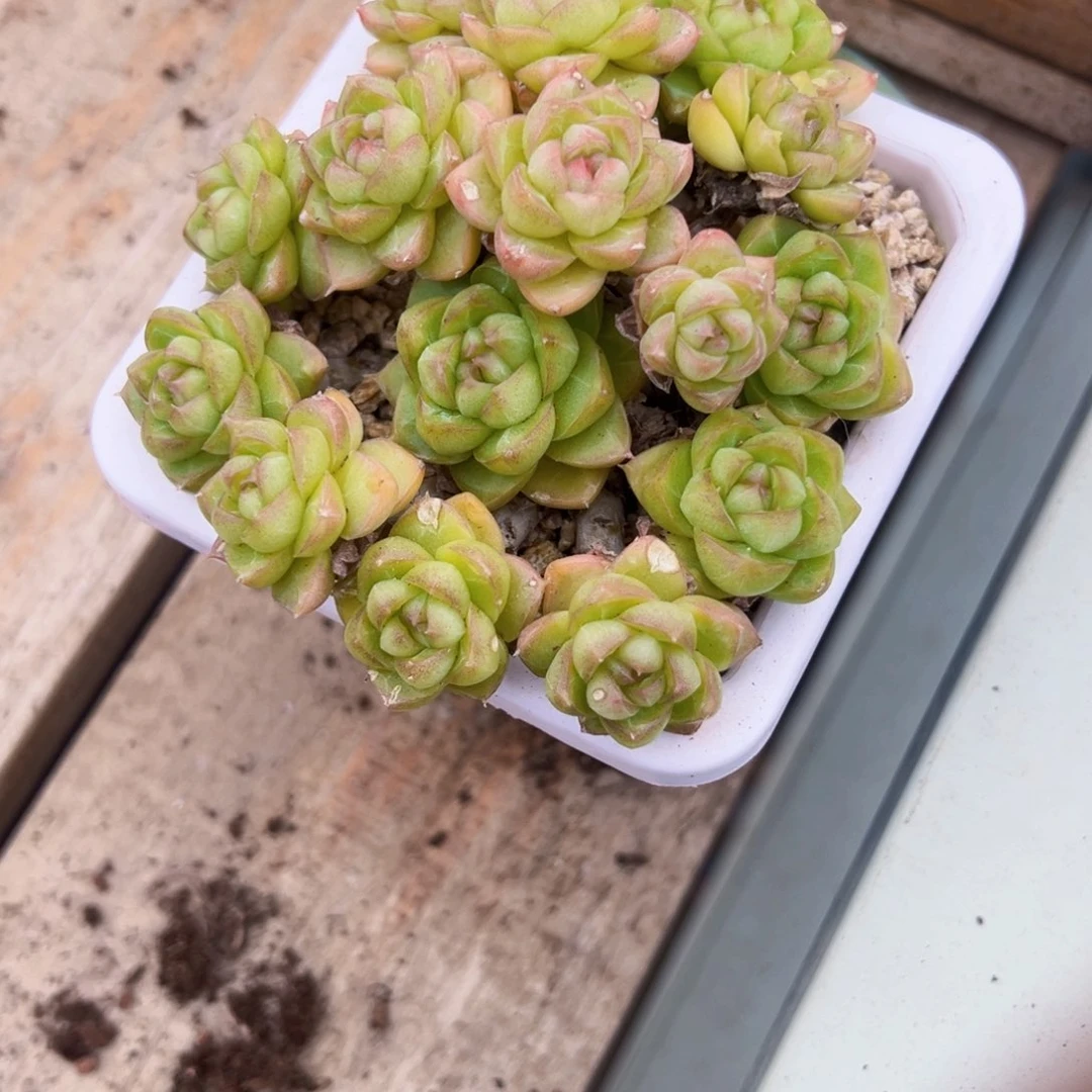 小哥哥专拍女王群