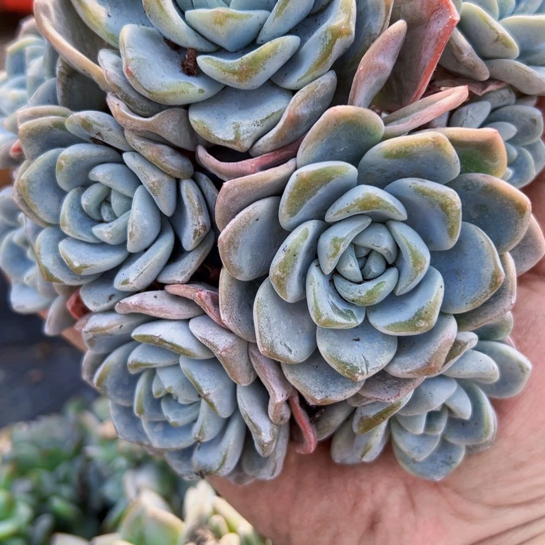 咩咩专拍冰玉19群寄养