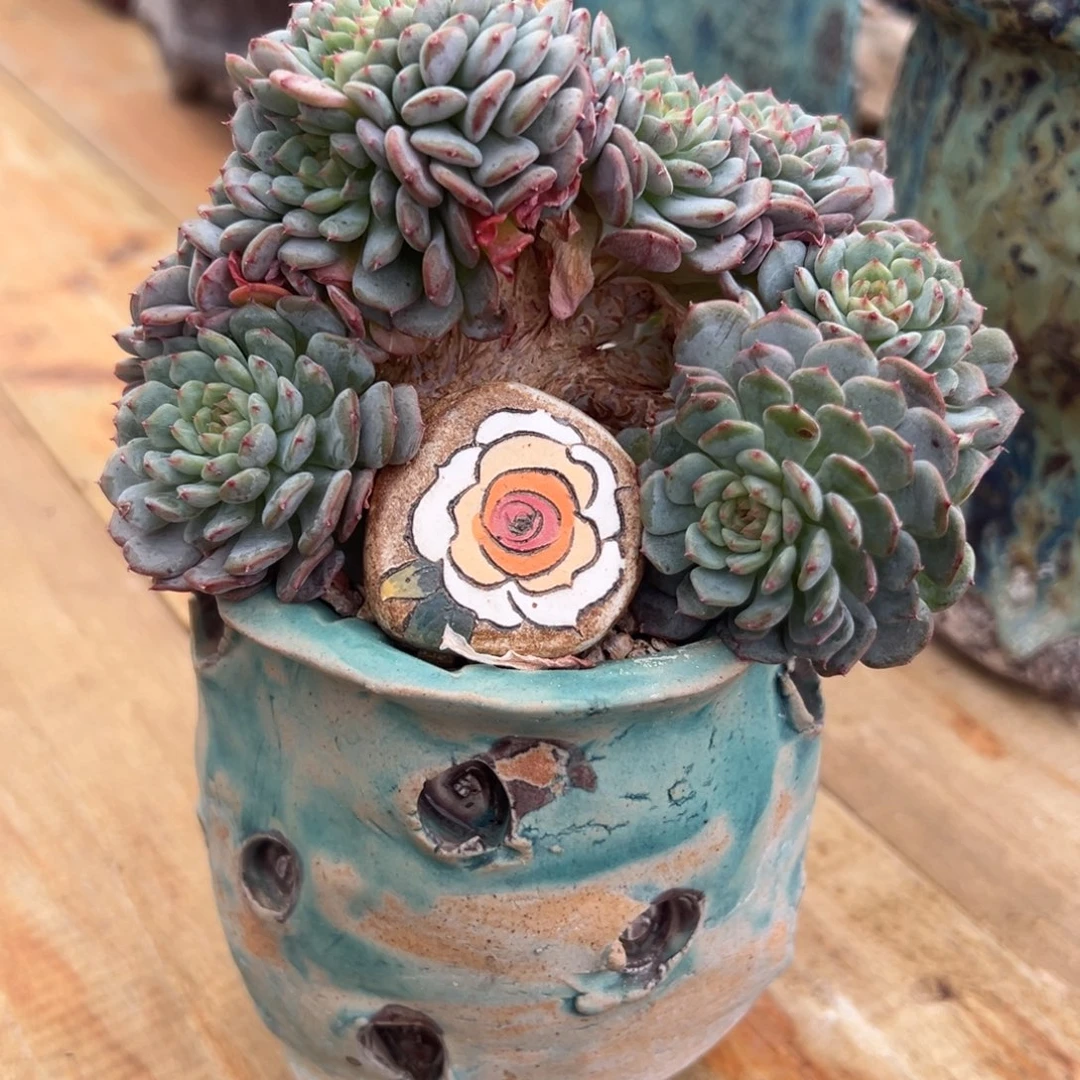 坨坨专拍。白胖子朵朵缀