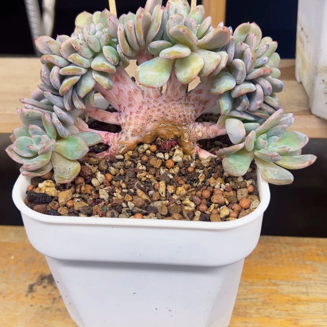 星影小树涟漪专拍