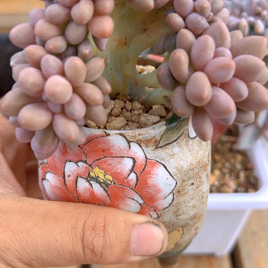 蓝蝴蝶专拍。粉恋小树