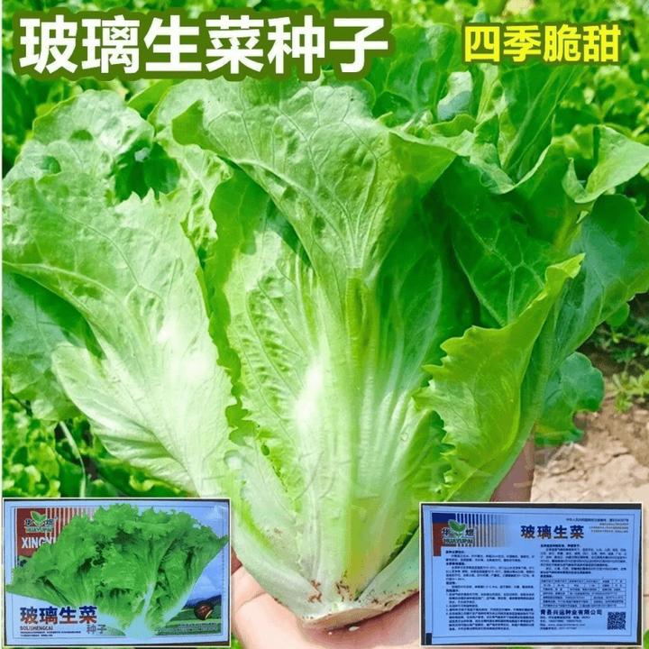 甜脆玻璃生菜种子大速生菜种籽青菜籽阳台盆栽蔬菜种孑四季丰种业