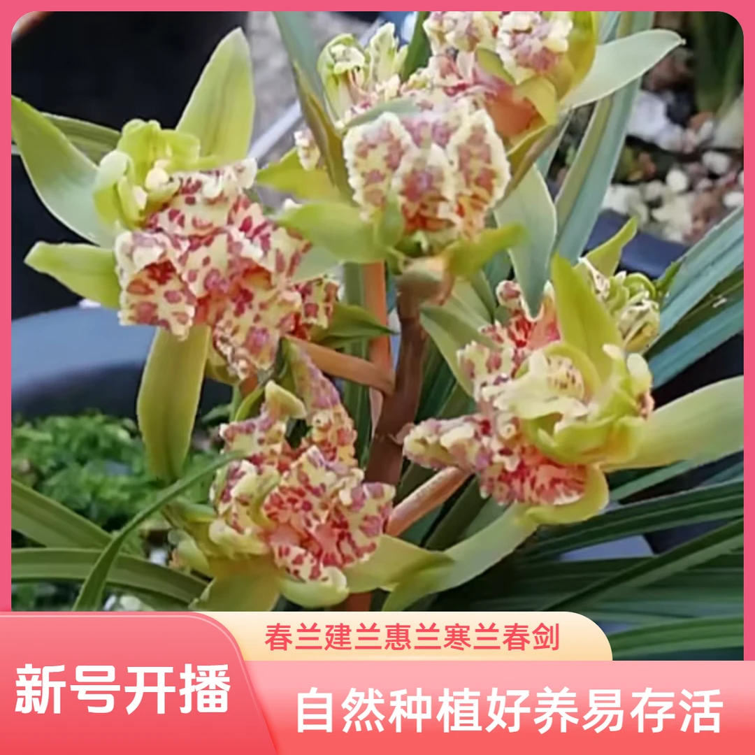 兰花直播一物一拍（花品丰富自然养护好养易存活）