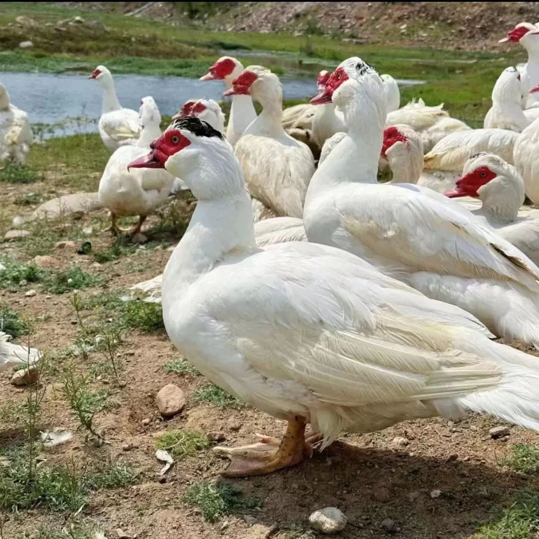【小院山货】农家散养白番鸭 散养土鸭 老鸭顺丰包邮