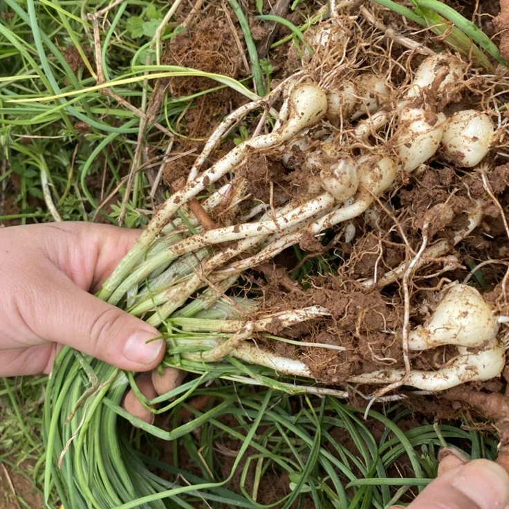 贵州高山新鲜野葱现挖苦蒜野生野菜小根蒜胡葱野藠头正宗野山葱
