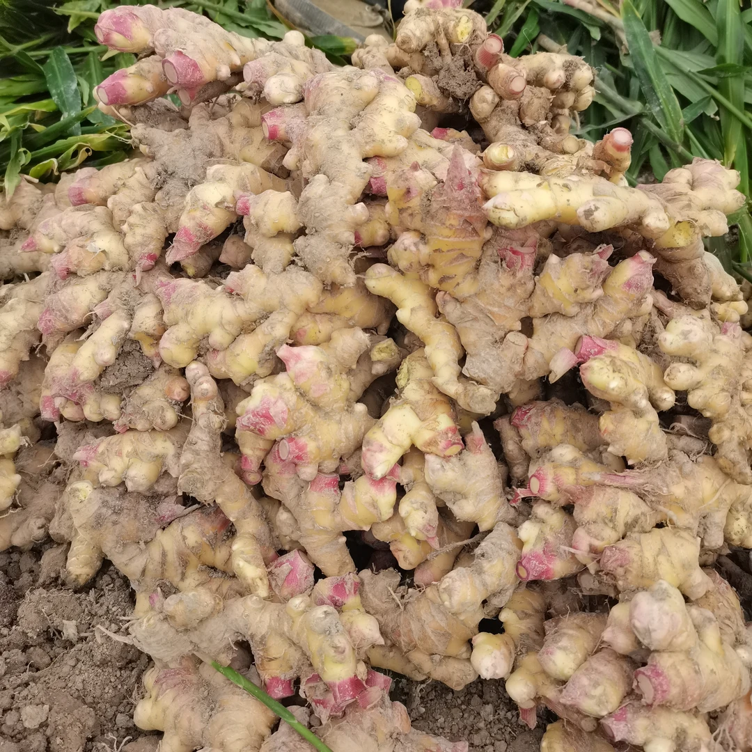 贵州山地小黄姜新鲜风干小黄姜土姜月子姜嫩姜高原现挖时令蔬菜
