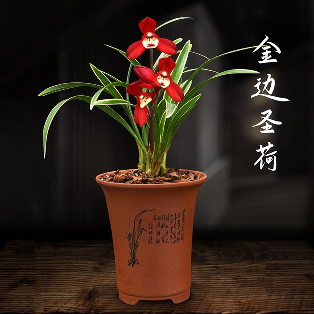 金边红素（金边圣荷）兰花苗叶艺四季兰浓香室内绿植花卉栽培