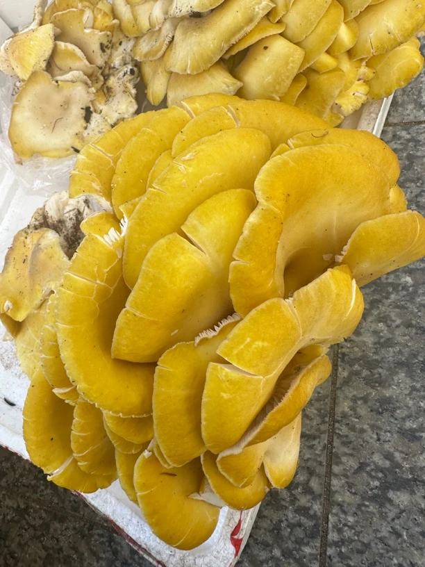 新鲜黄蘑菇鸡油菌500克一斤包邮榆黄蘑榆黄菇