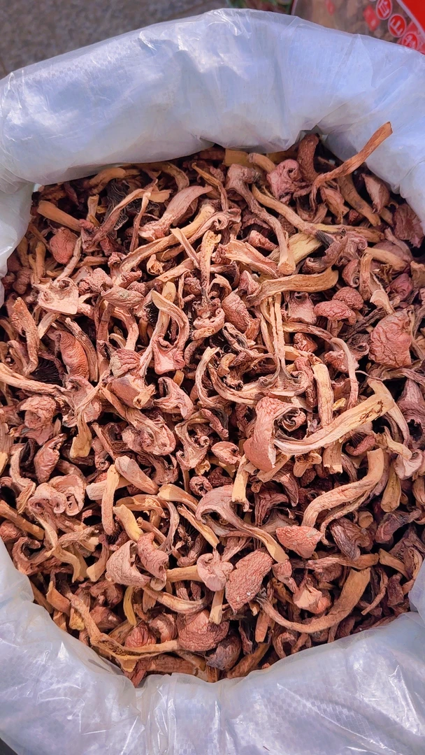 东北特产长白山野生红蘑松伞蘑正宗菌菇