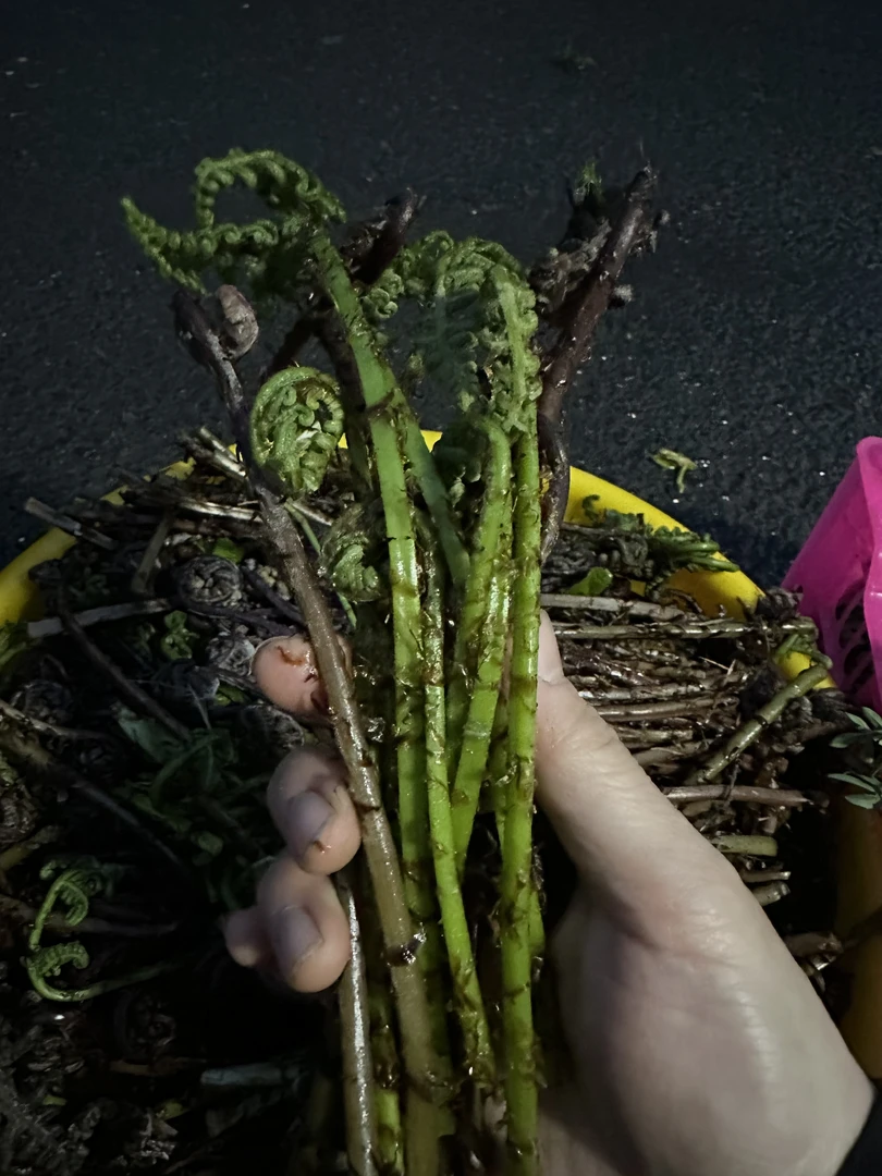 猴腿山野菜500克一斤净菜