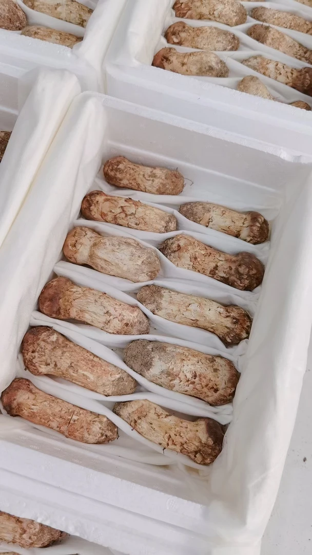 东北延边本地新鲜松茸新鲜松茸