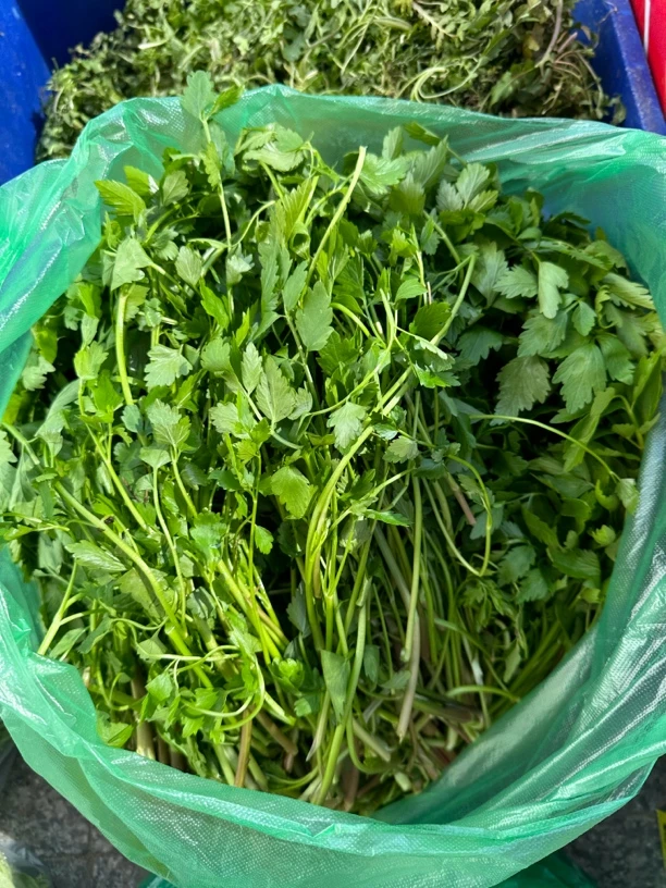 水芹菜500克一斤