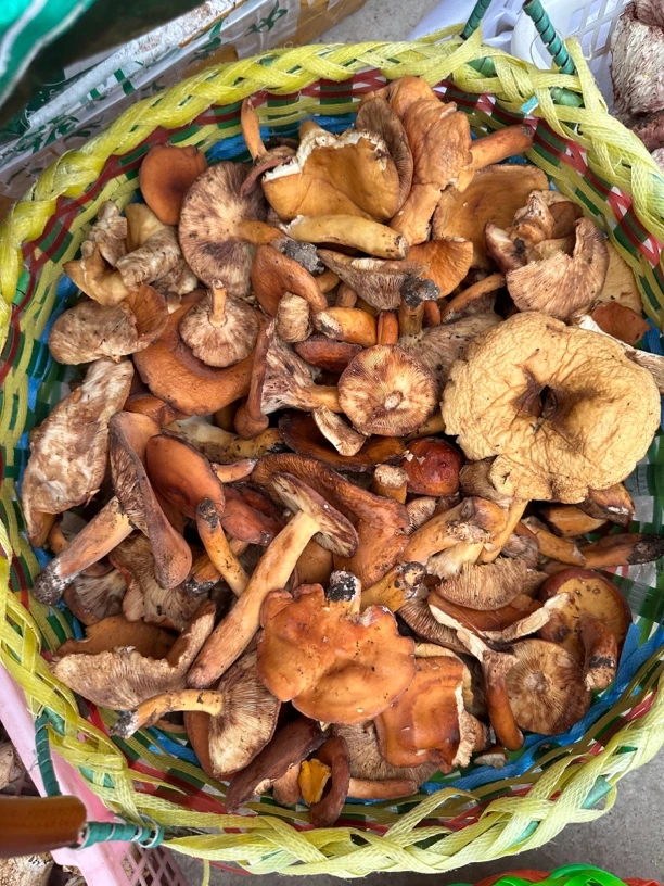 东北奶香菌500克一斤