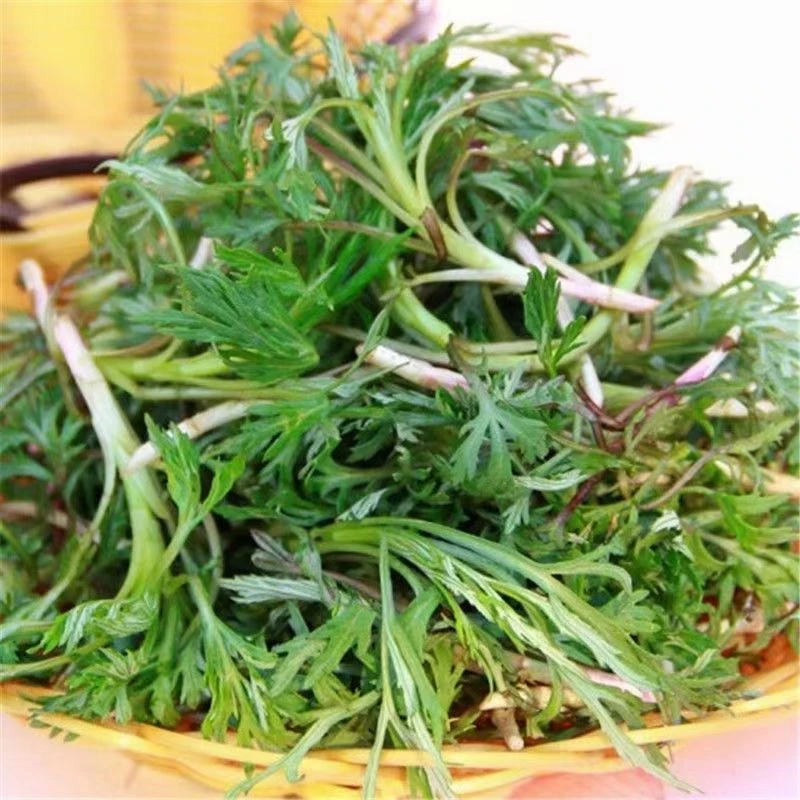 柳蒿芽野生山野菜500克发货一袋净重500克刺嫩芽