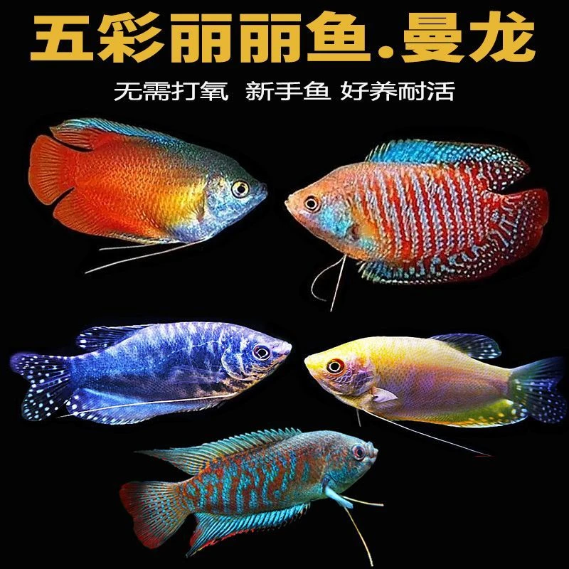 五彩丽丽鱼曼龙鱼观赏鱼好养耐活热带淡水混养小型曼龙斗鱼不打氧