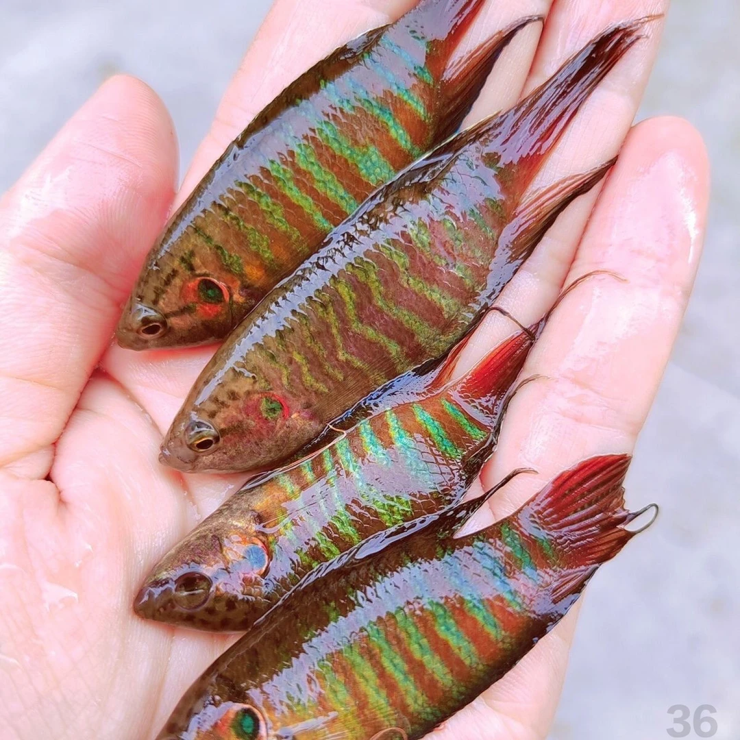 耐养小鱼小型淡水鱼包邮冷水鱼活体观赏鱼中国斗鱼淡水不2打氧气