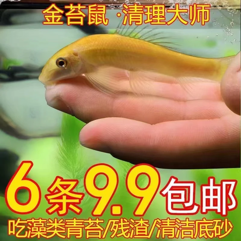 清道夫鱼金苔鼠淡水鱼缸清洁工除藻工具鱼热带观赏鱼吃粪便鱼饲料