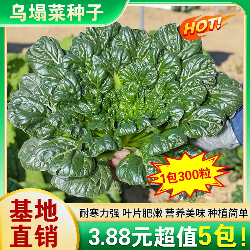 乌塌菜种子菜地乌塌易栽培耐寒叶大肥厚乌塌菜