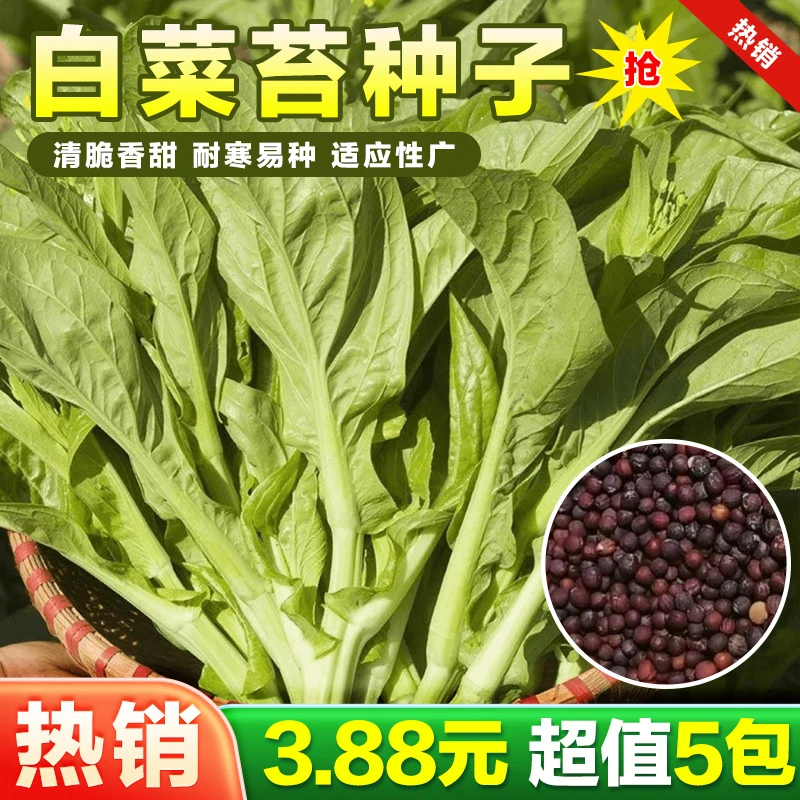 白菜苔种子种籽菜种苔菜四季菜心菜苔蔬菜种子