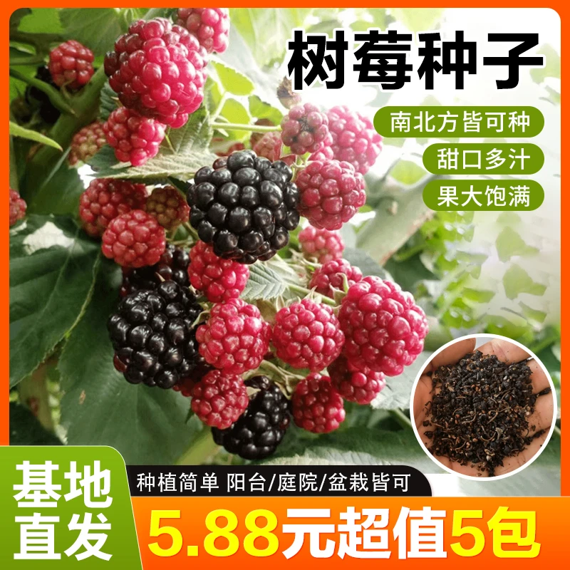 四季种植花园泡沫箱可种植树莓种子