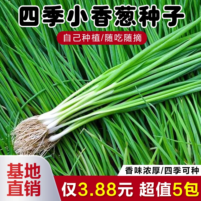 四季小香葱种子四季易种小香葱阳台室内盆栽