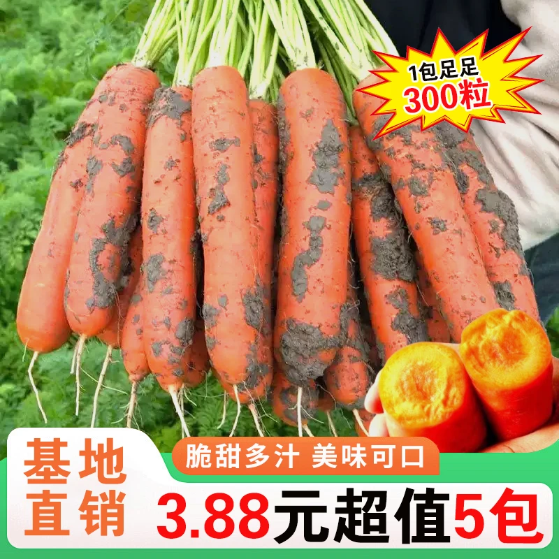 三红九寸胡萝卜种子红萝卜种籽四季阳台庭院蔬菜种孑