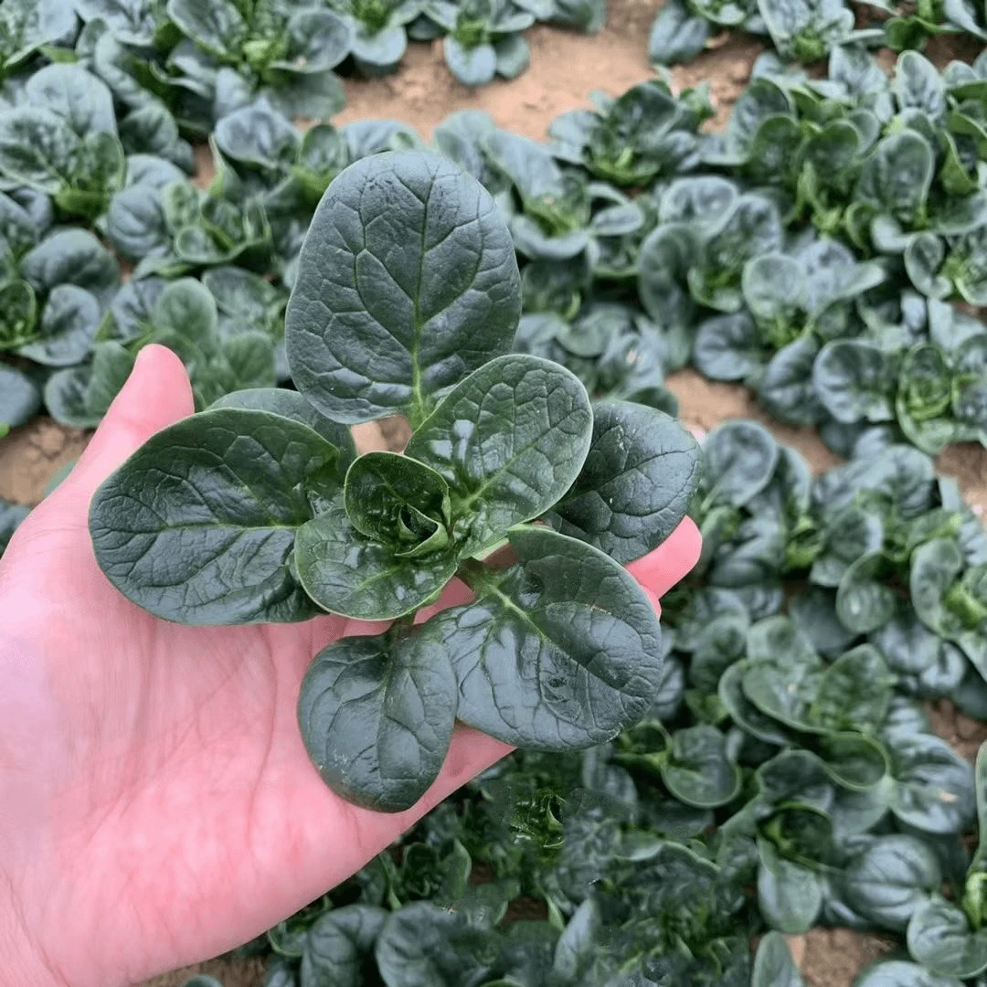【抢！8包】四季阳台花盆可种春夏季耐热耐寒菠菜小青菜种籽