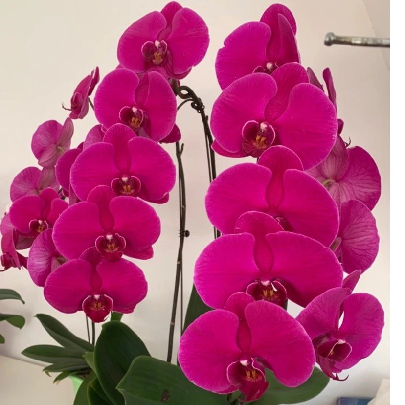 福利花苗【大辣椒】3.5不带花剑（叶子容易开裂介意勿拍）