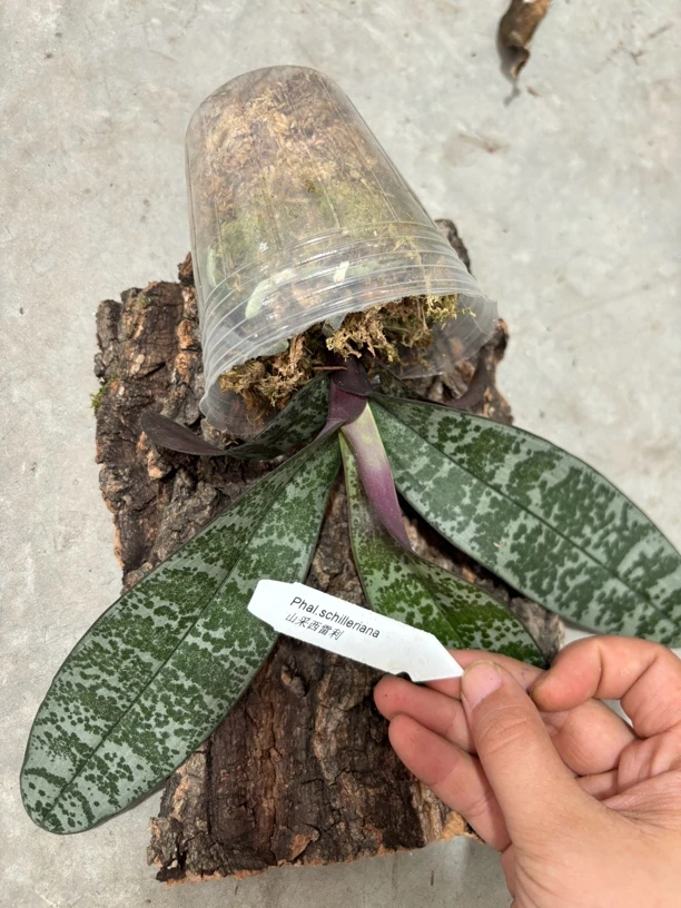 原生花苗【越南山采西雷利】2.8寸杯不带花剑（根系一般介意勿拍）