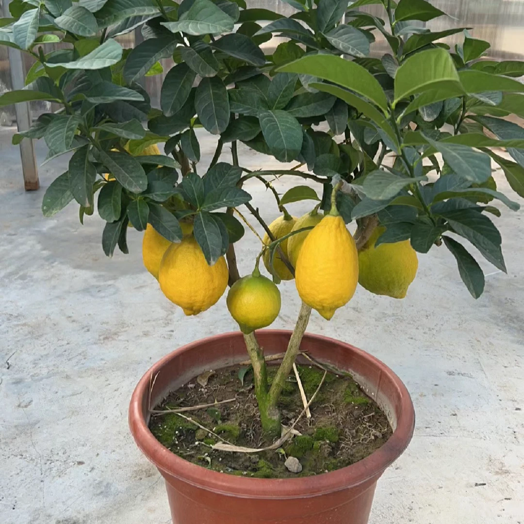 雅点柠檬带果盆栽香水柠檬尤力克柠檬清香柠檬阳台庭院果树苗常绿