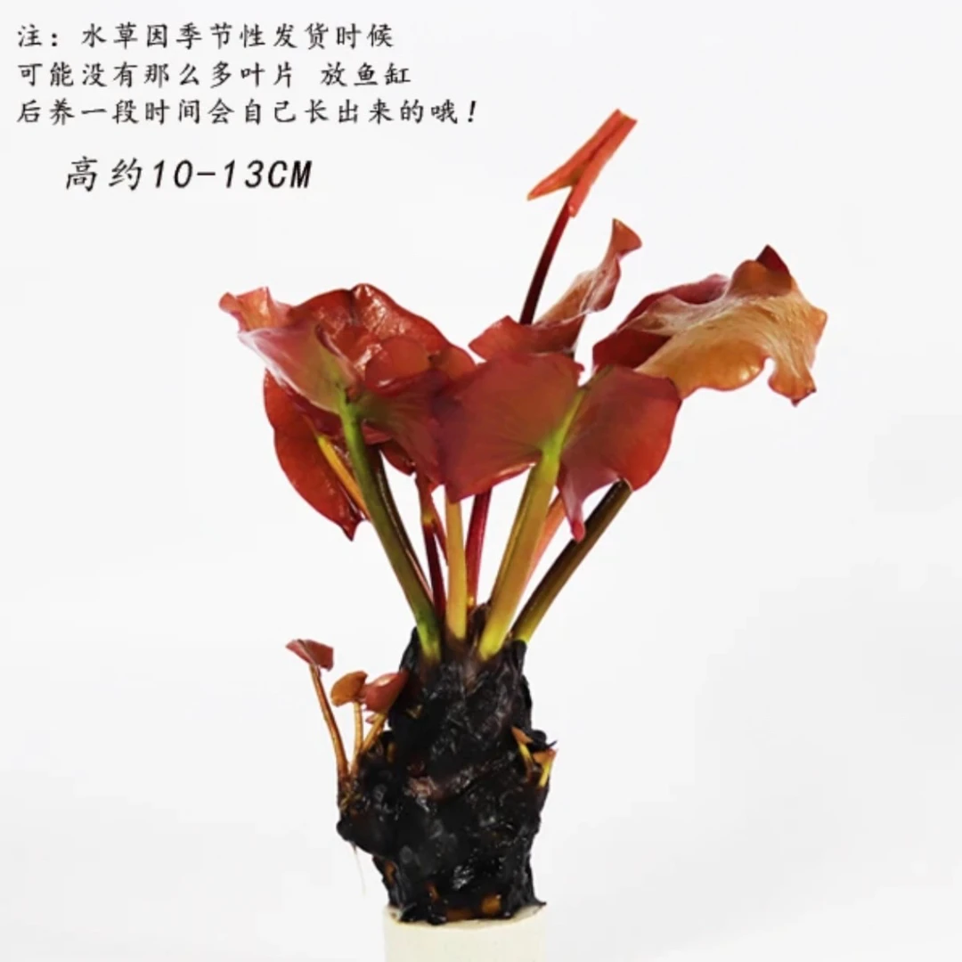 红荷叶根水草红荷叶造景装饰水族中后景水草好养耐活合适新手懒人