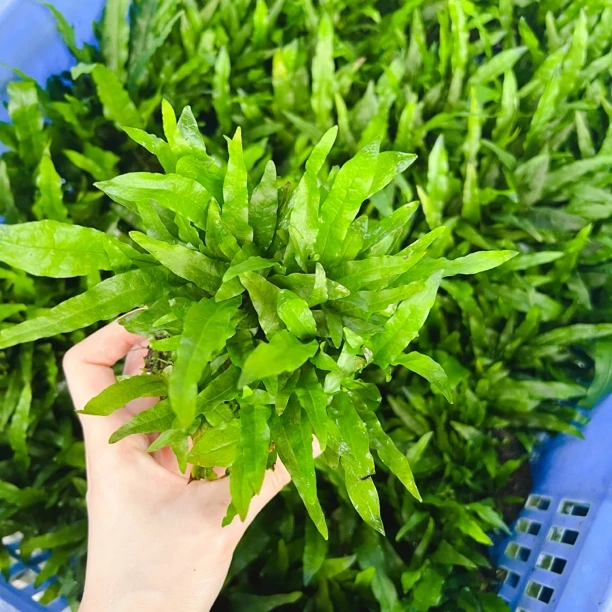 细叶铁皇冠坨草阴性水草好养真草适合新手鱼缸造景