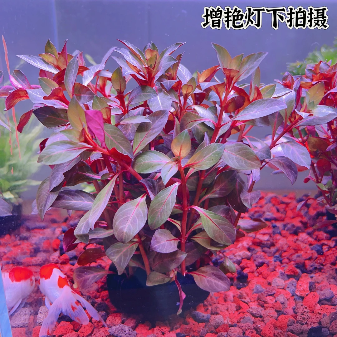 大红丁香紫红火焰丁香坨草水草好养真草阴性水草新手小白鱼缸造景