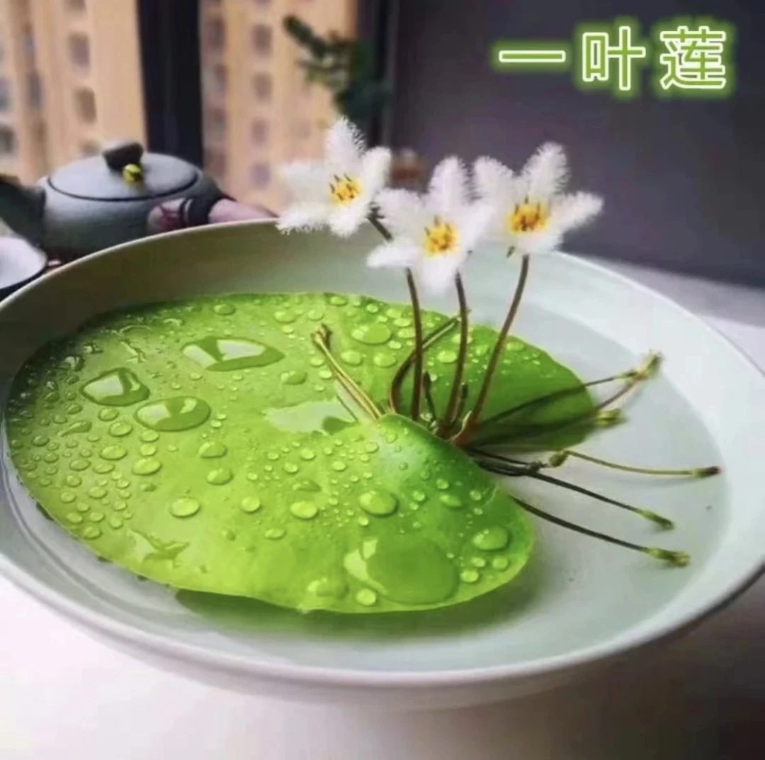 一叶莲水草水生水培植物活睡莲鱼缸浮萍真草净化水质会开花