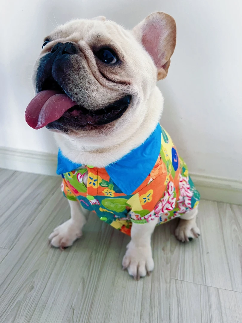 法斗衬衫宠物衬衫狗狗衣服狗狗衬衫