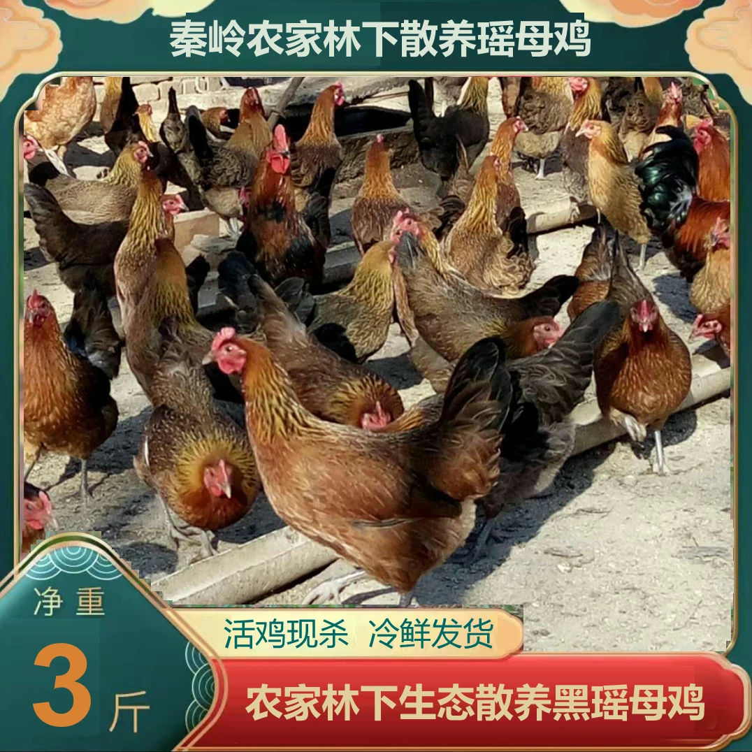 [活鸡现杀] 农家散养360天新鲜黑瑶母鸡品质肉质顺丰包邮