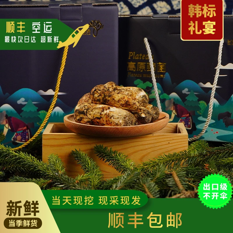 【一物一拍】2025年新鲜松茸菇出口级顺丰空运藏区高原特产脆嫩鲜香