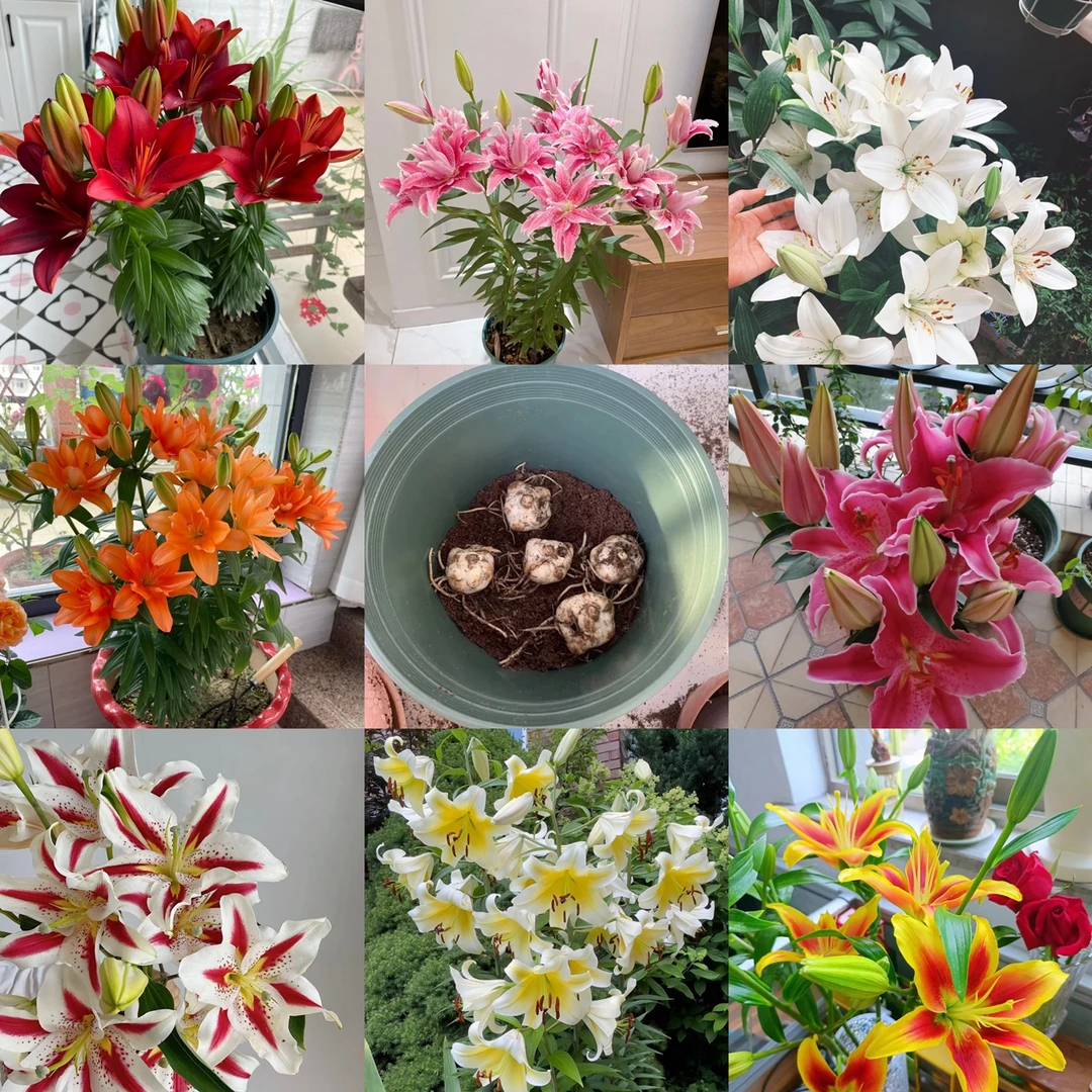 香水百合种球耐寒好养多年生 室内四季盆栽庭院观花芳香植物