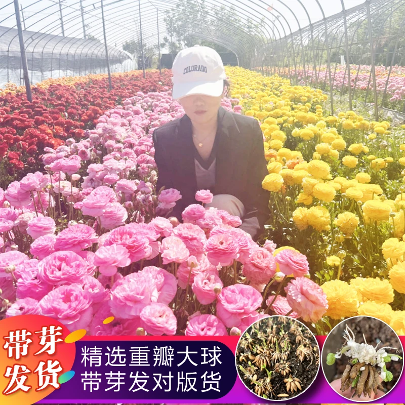 【带芽发货】花毛茛重瓣种球洋牡丹多年生种子盆栽庭院耐寒四季花卉