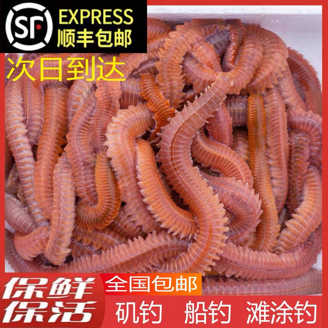 顺丰全国包邮 活沙蚕 红青虫 鱼饵 海蚯蚓路亚饵鲈鱼饵黄鱼饵海钓