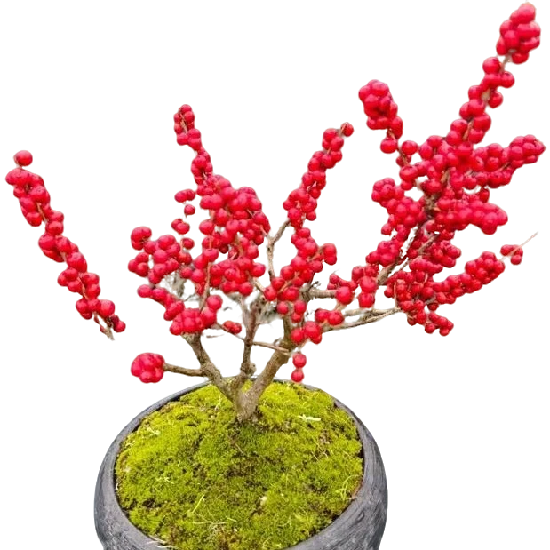 北美冬青老庄盆栽喜庆耐寒观果植物