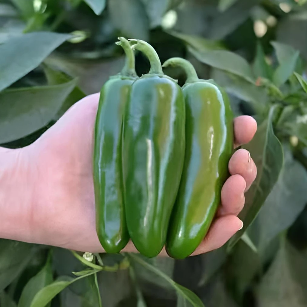 3斤整箱包邮精选现摘现发墨西哥辣椒港椒泡椒香辣辣椒本地种植