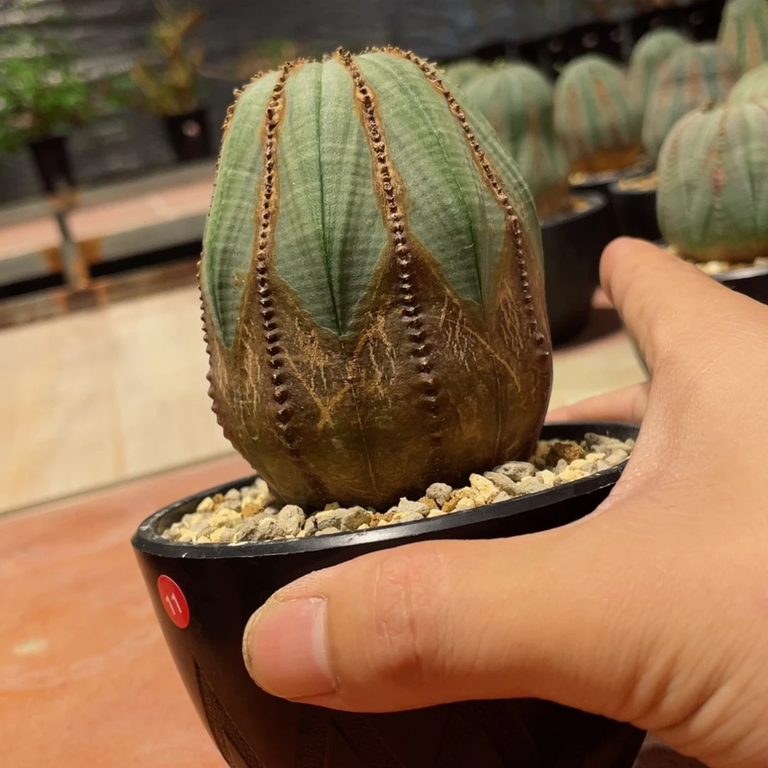 布纹球带盆包邮的