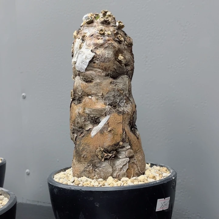 火山大戟包活养定带盆发货